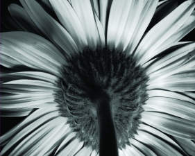 African Daisy #1, Conway, NH, 1971