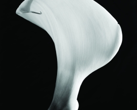 Calla #10, Conway, NH, 1971
