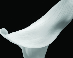 Calla #2, Conway, NH, 1972