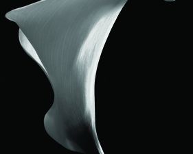 Calla #3, Millerton, NY, 1972