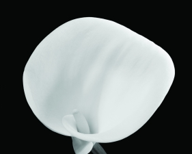 Calla #7, Conway, NH, 1971