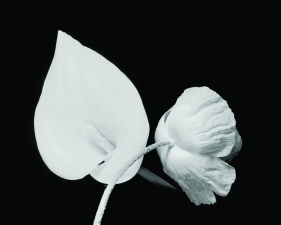 Calla #10, Conway, NH, 1971