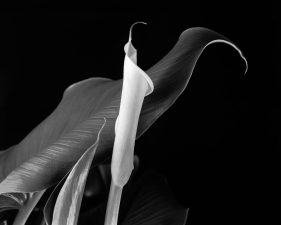 Calla Bud with Leaf, Millbrook, NY, 1991
