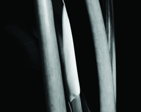 Calla Bud with Stalks, Millbrook, NY 1989