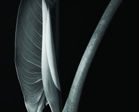 Calla Lotus, Millerton, NY, 1990