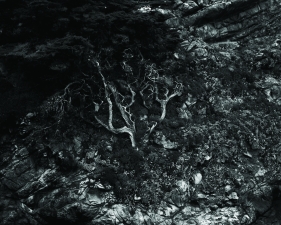 Cypress Point, Point Lobos Carmel, California, 2004