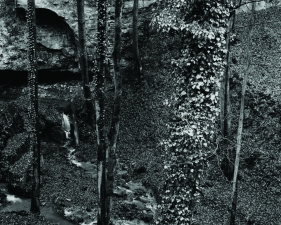 Fishbach Woods, Fishbach, Luxembourg 1974