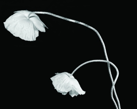 Floating Poppies, Millbrook, NY 1992