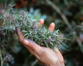 <strong>Mel Frank</strong><br /> <i>Finger Rubbed Hashish, Calaveras County, CA</i>, 1978<br /> Edition of 7<br /> Archival pigment print<br /> 20 x 30 inches