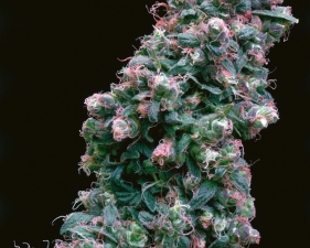 <strong>Mel Frank</strong><br /> <i>Greenie Baby Hybrid under HPS, Mar Vista, CA</i>, 1995<br /> Edition of 10<br /> Archival pigment print<br /> 20 x 13 inches