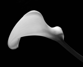 Horizontal Calla Profile, Conway, NH, 1970