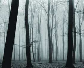 Luxembourg Woods #1, Fishbach, Luxembourg, 1974