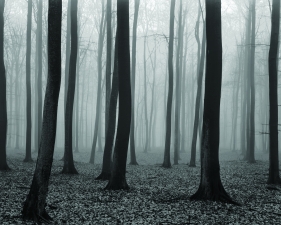 Luxembourg Woods #2, Fishbach, Luxembourg, 1974