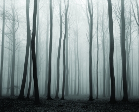 Luxembourg Woods #3, Fishbach, Luxembourg, 1974