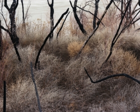 Laura McPhee<br /> <em>Invasive Asian Tamarisk burned by the Bureau of Land Management_Colorado River at Dewey Bridge, Utah, </em>2011<br /> Archival Pigment Ink Prints<br /> 30 x 40" &nbsp; &nbsp;Edition of 5<br /> 40 x 50" &nbsp; &nbsp;Edition of 5<br /> 50 x 60" &nbsp; &nbsp;Edition of 5<br /> 60 x 75" &nbsp; &nbsp;Edition of 5