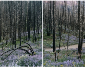 Laura McPhee<br /> <em>Midsummer (Fisher Creek Road), </em>2008<br /> Digital chromogenic print<br /> 30 x 40" Edition of 5<br />Additional sizes available, please contact gallery for more information