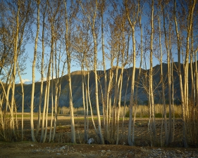 <em>Time Taken 6, Late-Spring</em><br /> <div> Digital chromogenic prints</div><br> 15 x 20" (image size), 21 x 26" (paper size) &nbsp; &nbsp;Edition of 7<br /> 40 x 53.25" (image size) &nbsp; &nbsp;Edition of 7