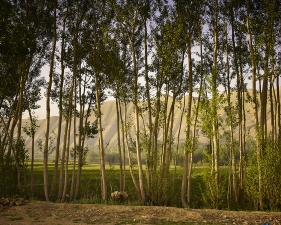 <em>Time Taken 6, High-Summer</em><br /> <div> Digital chromogenic prints</div><br> 15 x 20" (image size), 21 x 26" (paper size) &nbsp; &nbsp;Edition of 7<br /> 40 x 53.25" (image size) &nbsp; &nbsp;Edition of 7