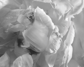 Peony #2, Millbrook, NY, 1993