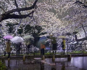 Matthew Pillsbury<br /> <em>Hanami #5, Chidorigafuchi, Thursday April 3rd,&nbsp;</em>2014 (TV14605)<br /> Archival pigment ink prints<br /> 20 x 24" &nbsp; &nbsp;Edition of 10<br /> 30 x 40" &nbsp; &nbsp;Edition of 6 + 2 APs<br /> 50 x 60" &nbsp; &nbsp;Edition of 2 + 1 AP