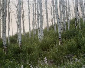 Laura McPhee<br /> <em>Summer (Evening), </em>2008<br /> Digital chromogenic print<br /> 30 x 40" &nbsp; &nbsp;Edition of 5<br /> 40 x 50" &nbsp; &nbsp;Edition of 5<br /> 50 x 60" &nbsp; &nbsp;Edition of 5
