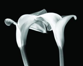 Two Callas Touching, Millbrook, NY, 1989