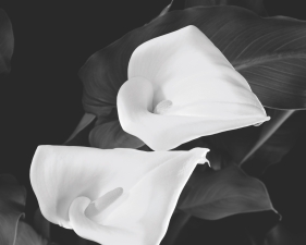 Two Floating Callas, Millbrook, NY, 1990